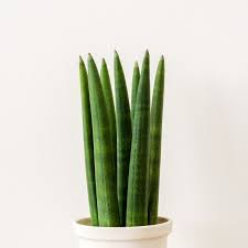 aa